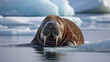 a walrus swims in the water in the background are white ice floes. Generative AI
