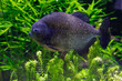 A photo of Pygocentrus piraya fish against green background. 