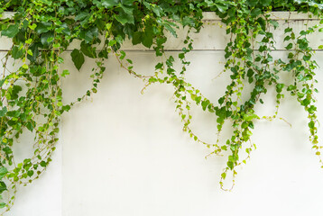 Wall Mural - Lush green ivy is growing and covering granite white wall with neighborhood houses