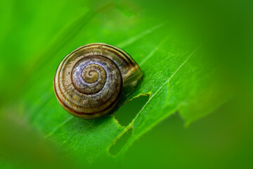 Spring brings green plants, raindrops, and snails. Closeup of a snail surrounded by water beaded up on a fern leaf in our yard in Windsor in Upstate NY.	