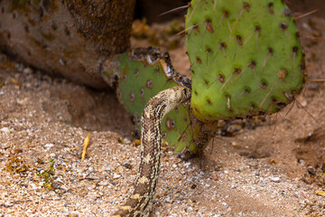 Wall Mural - A Sonoran gopher snake, Pituophis catenifer affinis, slithering out of a round-tailed ground squirrel burrow while on the hunt in the Sonoran Desert. Pima County, Tucson, Arizona, USA.