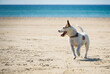 Braun-weißer Jack Russell Terrier läuft am Strand und schaut dabei erwartungsvoll Richtung Wasser, links freier Platz, horizontal 