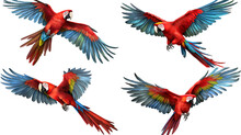Red Macaw On Transparent Background For Decorating Projects. AI Generative
