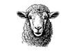 Cute sheep or lamb head engraving style vector illustration.  Realistic image.