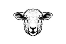 Cute Sheep Or Lamb Head Engraving Style Vector Illustration.  Realistic Image.