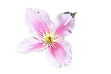 Fototapeta Motyle - clematis flower  (Clematis)