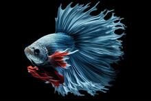 Capture The Moving Moment Of Blue Siamese Fighting Fish Isolated On Black Background. Betta Fish.