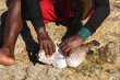 Malagasy fisher cleaning freshly caught porcupine pufferfish on the beach, detail as sun shine over his bare feet and hand removing skin from fish