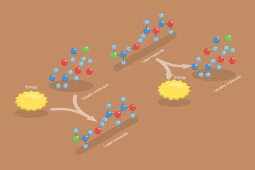 3D Isometric Flat Vector Conceptual Illustration of Anabolic Vs Catabolic Reaction, Educational Diagram