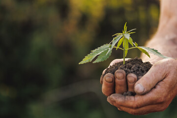 Wall Mural - Seedlings cannabis plant in hand farmer. Concept farm marijuana plantation