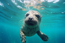Funny Sea Lion Swimming Underwater In The Ocean. Animal Theme.