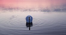 Swans Floating On The Lake During Sunset In Spring, Beautiful White Swans Feed During Sunset On The Lake