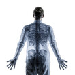 © LUPACO PNG - a human skeleton, with focus on the skull and ribcage