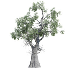 Wall Mural - green tree isolated on transparent or white background