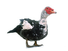 Barbarie Duck  In Front Of White Background