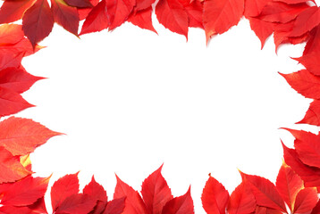 Wall Mural - Red autumn leaves frame isolated on white background. Virginia creeper leaves.