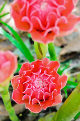 Canvas Print - Torch Ginger ( Etlingera elatior )  red flowers of medicinal plants