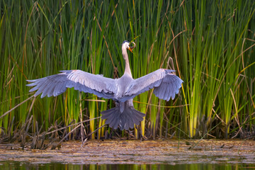 Wall Mural - Great blue heron landing with a fish, seen in the wild in North California