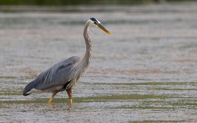 Poster - Great blue heron, seen in the wild in North California