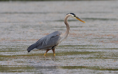 Wall Mural - Great blue heron, seen in the wild in North California