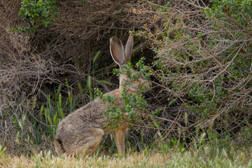 Wall Mural - Endangered riparian brush rabbit  “hiding” in the  bushes, , seen in the wild in North California