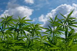 Fototapeta Motyle - beautiful hemp leaf on a marijuana field under the blue sky with sun and clouds for legalization of medical cannabis products cbd thc illegal drug legal leafes lush dope farm