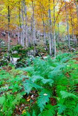 Wall Mural - Autumn colours in Triglav National Park, Slovenja, Europe