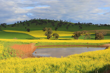 Scenic Farmlands Landscape With Lush Green Pasture Hills And Golden Canola In Bloom