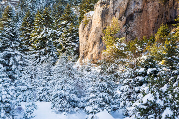 Poster - Ziria mountain fir trees covered with snow on a winter day, Korinthia, South Peloponnese, Greece. Ziria is one of the snowiest mountains in Peloponnese (2,374m).