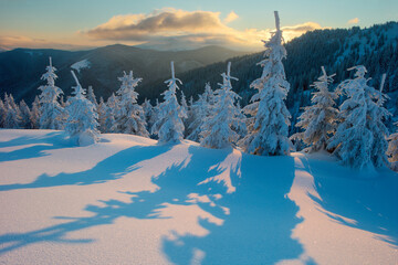 Poster - Carpathian mountains in winter, sunrise and sunset, trees covered with white snow, dramatic sky