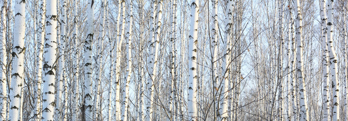 Wall Mural - Beautiful landscape with white birches. Birch trees in bright sunshine. Birch grove in autumn. The trunks of birch trees with white bark. Birch trees trunks. Beautiful panorama.