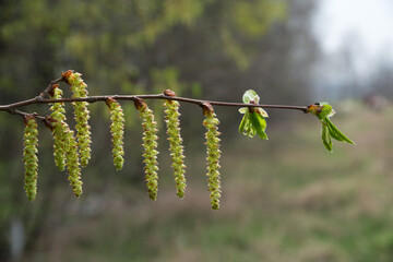 Sticker - Aglets and little leaves on branch (hazel wood). Close-up.