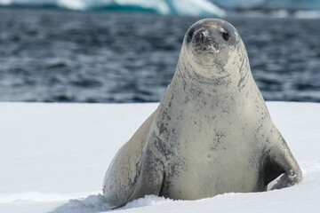 Sticker - Crabeater seals on the ice in Antarctica