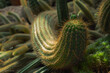 Piękny zakręcony kaktus