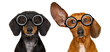 © Designpics - couple of dumb  silly dachshund sausage dog wearing funny nerd glasses , isolated on white background, looking to the side and listening