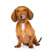 Hungry Dachshund Sausage Dog  Licking With Tongue Isolated On White Background