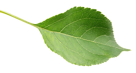 Canvas Print - Green apple leaf isolated on white background