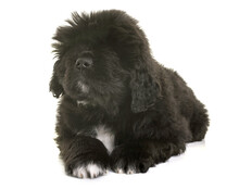 Puppy Newfoundland Dog In Front Of White Background
