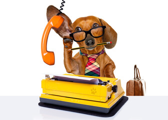 office worker businessman dachshund sausage  dog  as  boss and chef , with suitcase  and typewriter  listening and hearing carefully on the phone or telephone  , isolated on white background