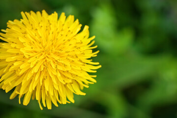 Canvas Print - Yellow dandelions in the grass in the forest. Close-up. Spring photo.