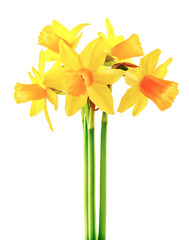 Sticker - Spring flower narcissus yellow bouquet with green branch and flower-growing gerdening, isolated on white background.