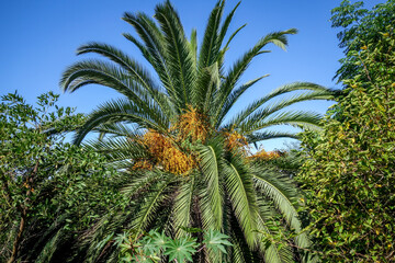 Wall Mural - Palm tree in a tropical forest. Exotic landscape background