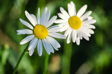 Poster - Soft white daisies bloom in summer field against the sky