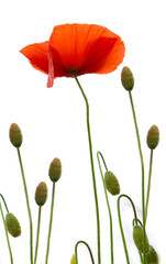 Wall Mural - Red poppies isolated on white background.Flowers background.