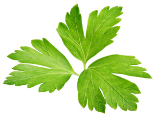 Canvas Print - Garden parsley herb (cilantro) leaf isolated on white background