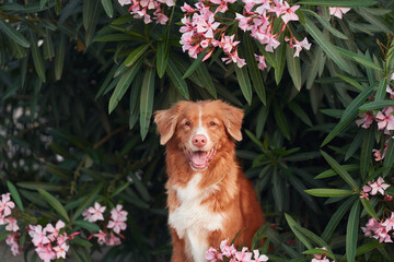 dog in pink Nerium flowers. Nova Scotia duck tolling retriever in nature. Pet outdors 