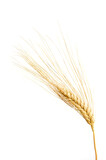 Fototapeta Maki - one Wheat ears isolated on white background