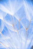 Fototapeta Dmuchawce - Abstract macro photo of dandelion seeds. Shallow focus.