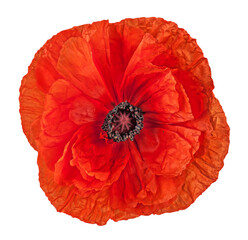 Wall Mural - Closeup red poppy flower isolated on white background