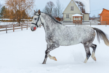 Poster - A beautiful gray horse jumps over the winter field